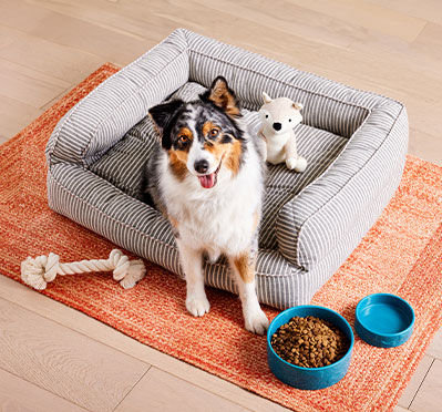 A dog laying on a plush dog bed surrounded by ceramic bowls & a rope toy.